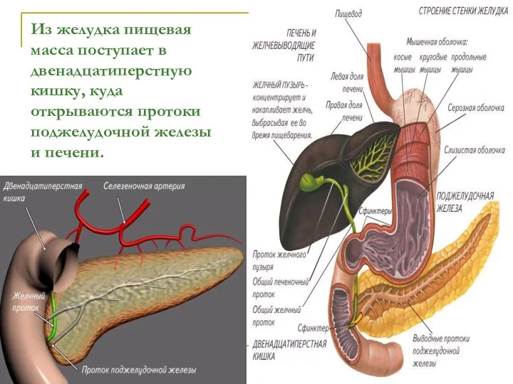 Из желудка пищевая масса поступает в двенадцатиперстную кишку, куда открываются протоки поджелудочной железы и печени.