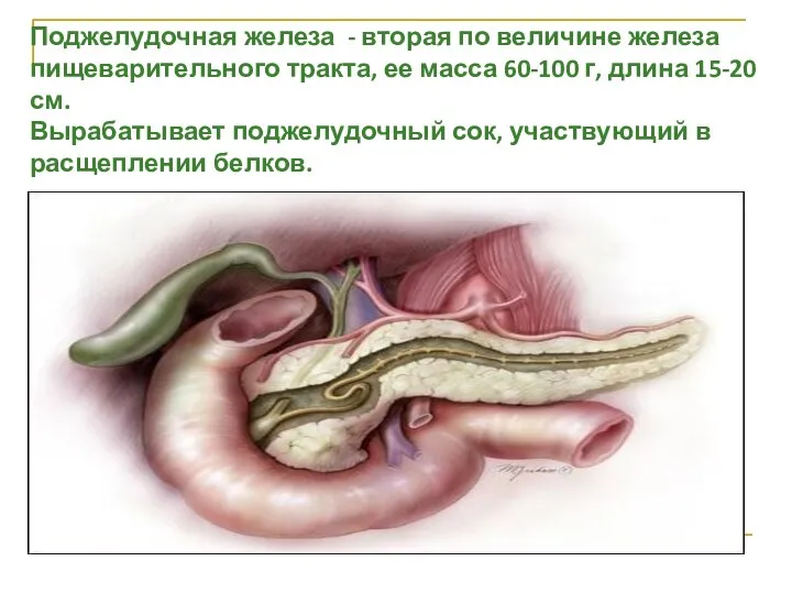 Поджелудочная железа - вторая по величине железа пищеварительного тракта, ее масса