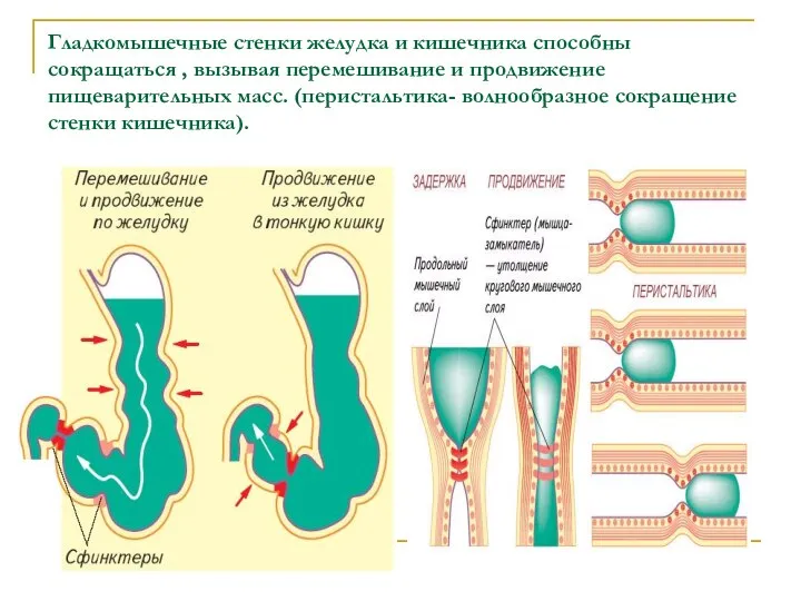 Гладкомышечные стенки желудка и кишечника способны сокращаться , вызывая перемешивание и