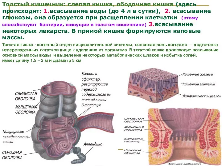 Толстый кишечник: слепая кишка, ободочная кишка (здесь происходит: 1.всасывание воды (до