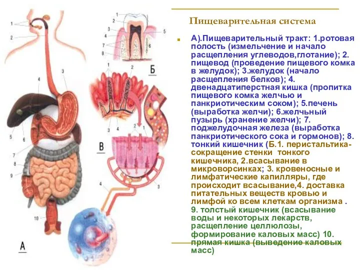 Пищеварительная система А).Пищеварительный тракт: 1.ротовая полость (измельчение и начало расщепления углеводов,глотание);