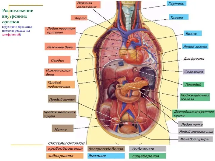 Расположение внутренних органов (грудная и брюшная полости разделены диафрагмой)