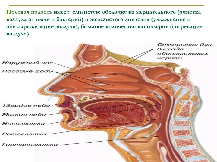 Носовая полость имеет слизистую оболочку из мерцательного (очистка воздуха от пыли