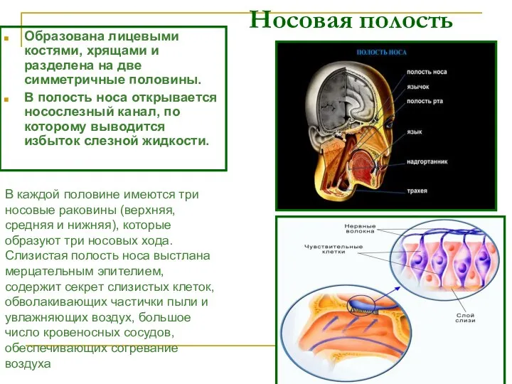 Носовая полость Образована лицевыми костями, хрящами и разделена на две симметричные