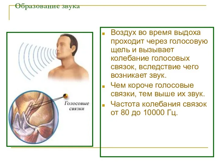 Образование звука Воздух во время выдоха проходит через голосовую щель и