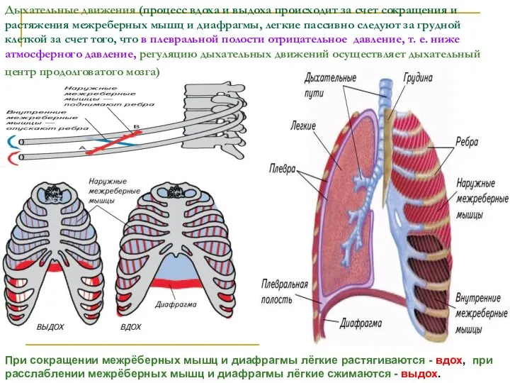 Дыхательные движения (процесс вдоха и выдоха происходит за счет сокращения и