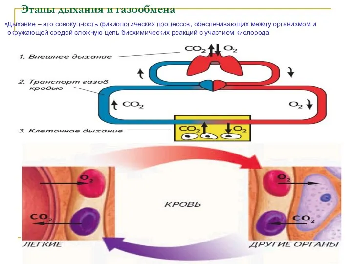 Этапы дыхания и газообмена Дыхание – это совокупность физиологических процессов, обеспечивающих