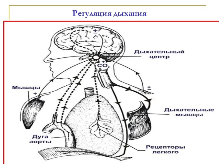 Регуляция дыхания