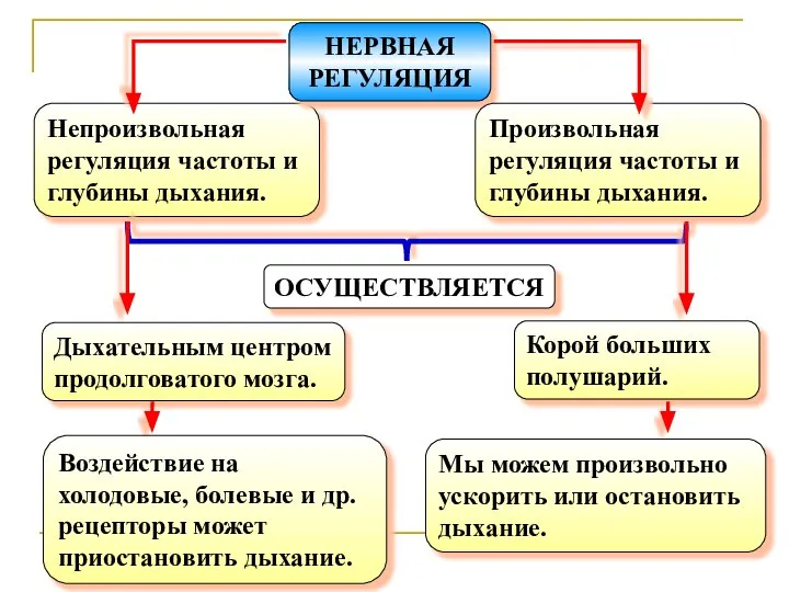 Непроизвольная регуляция частоты и глубины дыхания. ОСУЩЕСТВЛЯЕТСЯ НЕРВНАЯ РЕГУЛЯЦИЯ Произвольная регуляция