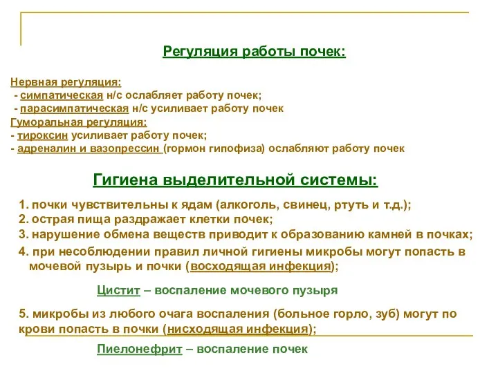 Регуляция работы почек: Гигиена выделительной системы: 1. почки чувствительны к ядам