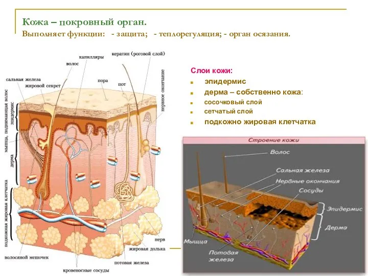 Кожа – покровный орган. Выполняет функции: - защита; - теплорегуляция; -