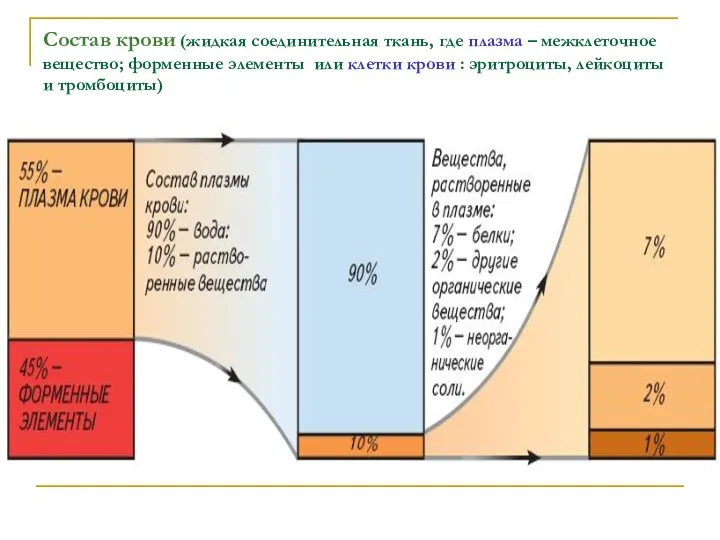 Состав крови (жидкая соединительная ткань, где плазма – межклеточное вещество; форменные