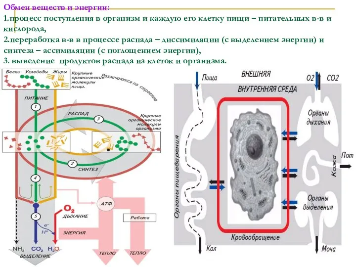 Обмен веществ и энергии: 1.процесс поступления в организм и каждую его
