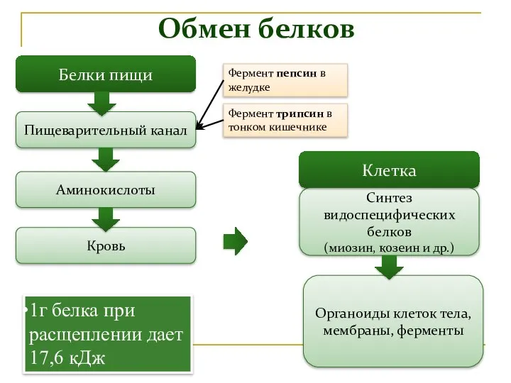 Обмен белков Белки пищи Пищеварительный канал Аминокислоты Кровь Синтез видоспецифических белков