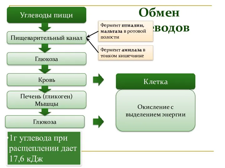 Обмен углеводов Углеводы пищи Пищеварительный канал Глюкоза Печень (гликоген) Мышцы Окисление