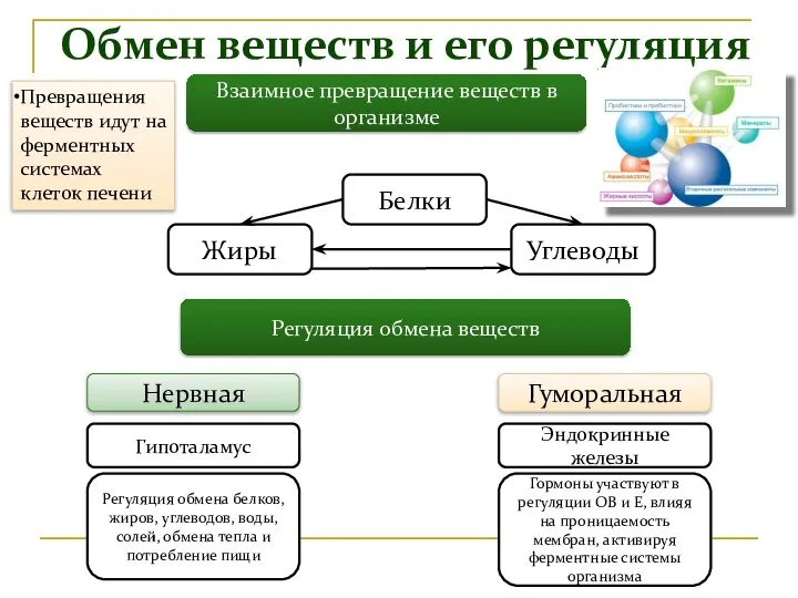 Обмен веществ и его регуляция Взаимное превращение веществ в организме Регуляция