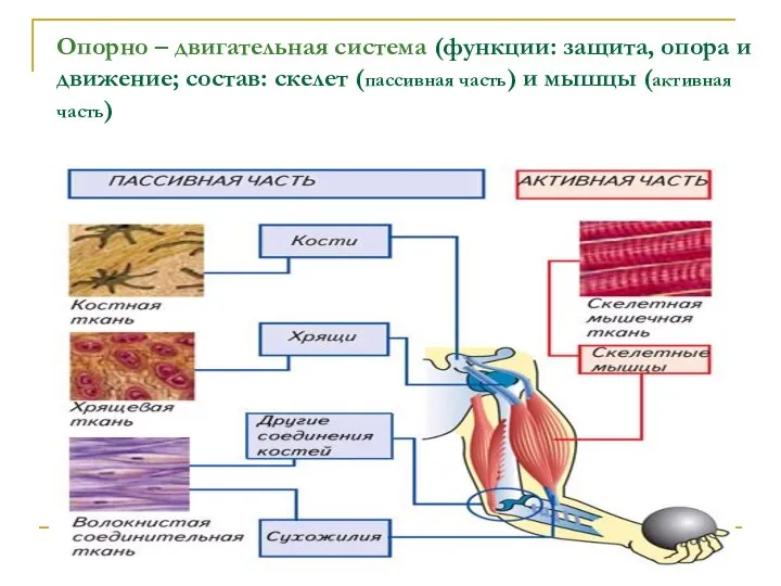 Опорно – двигательная система (функции: защита, опора и движение; состав: скелет