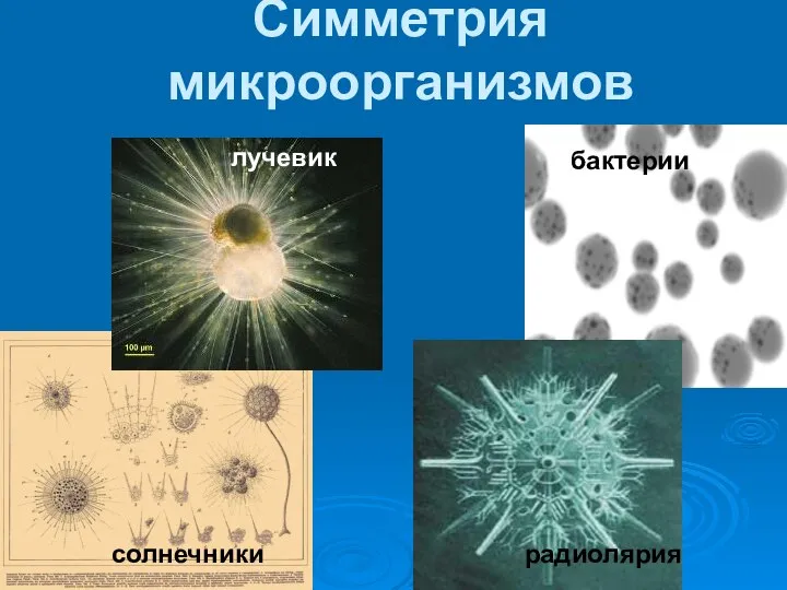 Симметрия микроорганизмов солнечники радиолярия бактерии лучевик