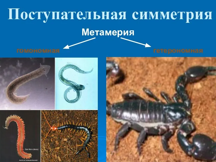 Поступательная симметрия Метамерия гомономная гетерономная