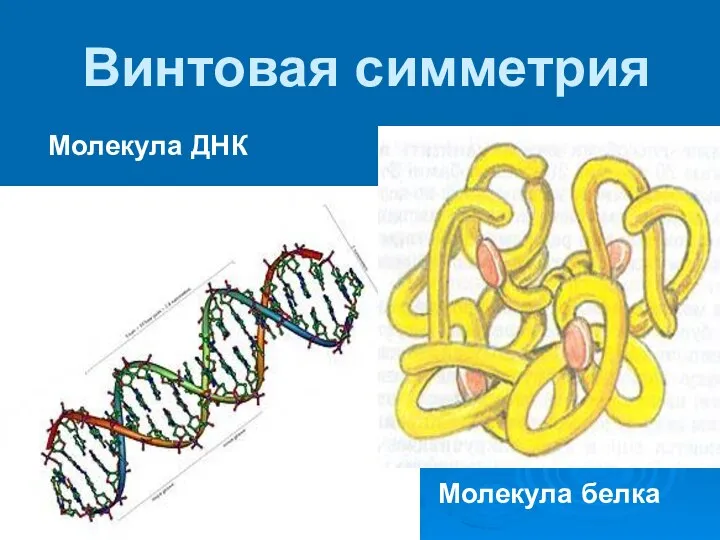 Винтовая симметрия Молекула ДНК Молекула белка