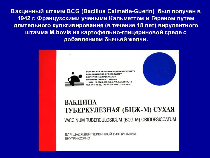 Вакцинный штамм BCG (Bacillus Calmette-Guerin) был получен в 1942 г. Французскими