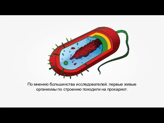 По мнению большинства исследователей, первые живые организмы по строению походили на прокариот.