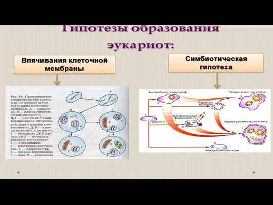 Эукаритические клетки произошли в процессе