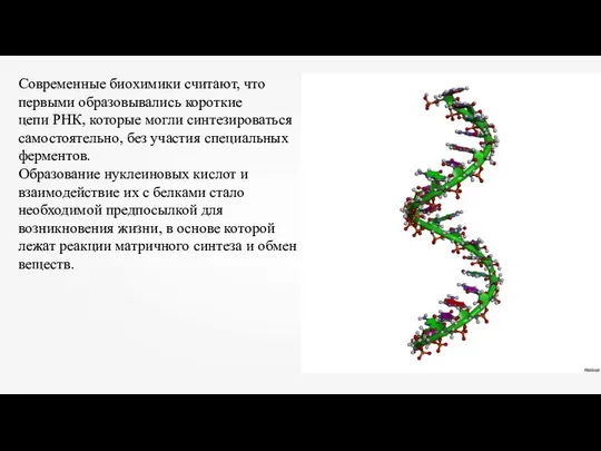 Современные биохимики считают, что первыми образовывались короткие цепи РНК, которые могли