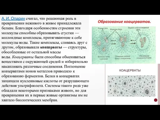 А. И. Опарин считал, что решающая роль в превращении неживого в