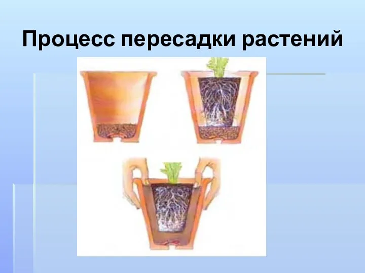 Процесс пересадки растений