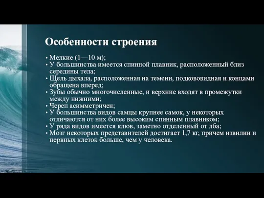 Особенности строения Мелкие (1—10 м); У большинства имеется спинной плавник, расположенный