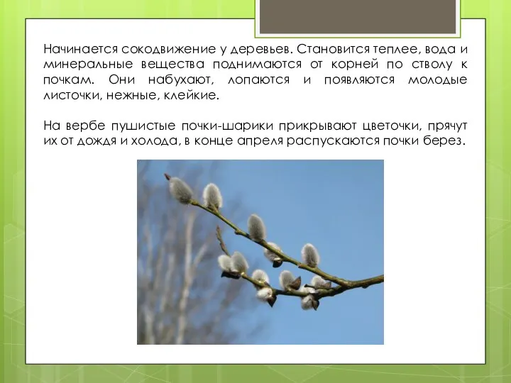 Начинается сокодвижение у деревьев. Становится теплее, вода и минеральные вещества поднимаются