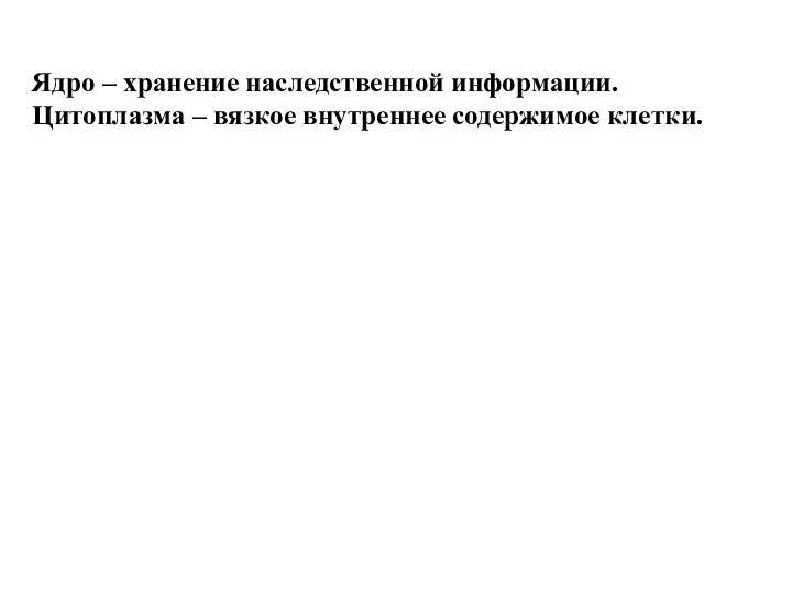 Ядро – хранение наследственной информации. Цитоплазма – вязкое внутреннее содержимое клетки.