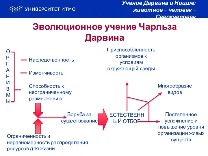 Эволюционное учение Чарльза Дарвина Учение Дарвина и Ницше: животное – человек