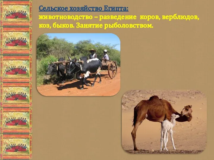 Сельское хозяйство Египта: животноводство – разведение коров, верблюдов, коз, быков. Занятие рыболовством.