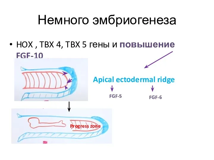 Немного эмбриогенеза HOX , TBX 4, TBX 5 гены и повышение