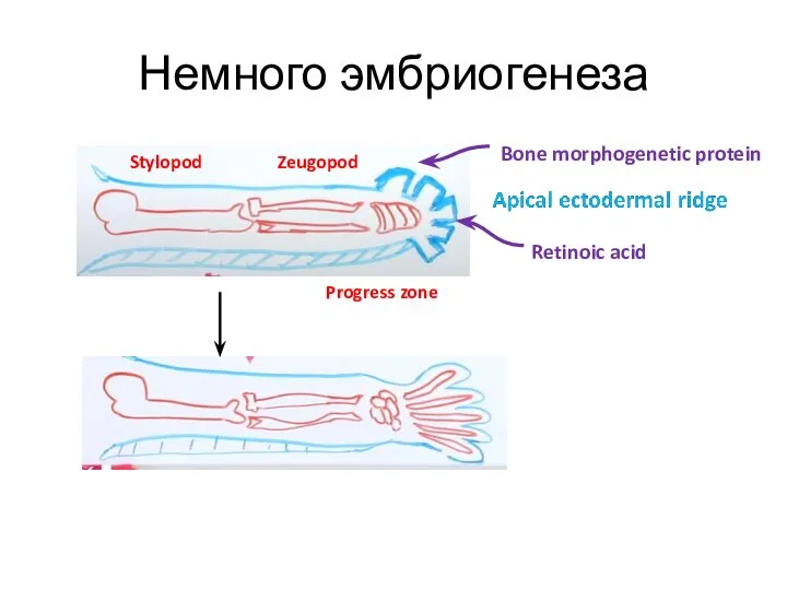 Немного эмбриогенеза Progress zone Stylopod Zeugopod Bone morphogenetic protein Retinoic acid