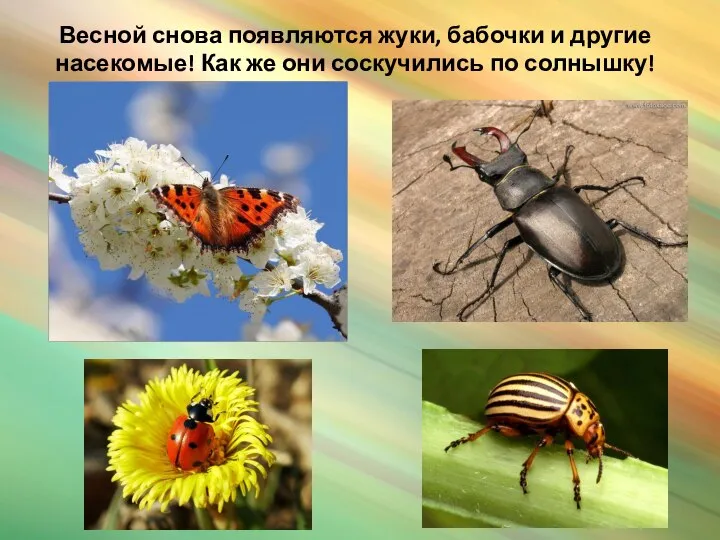Весной снова появляются жуки, бабочки и другие насекомые! Как же они соскучились по солнышку!