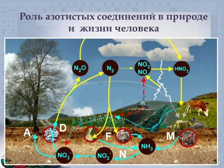 Роль азотистых соединений в природе и жизни человека