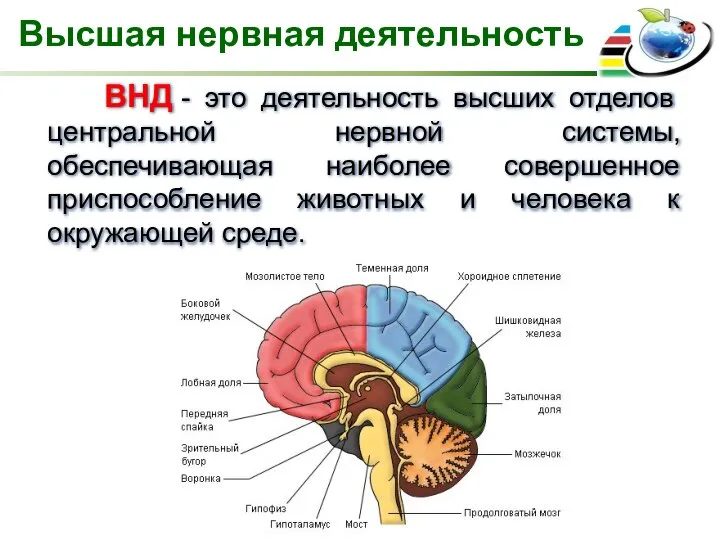 Высшая нервная деятельность ВНД - это деятельность высших отделов центральной нервной