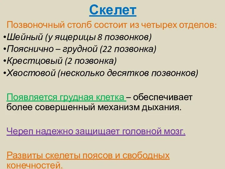 Скелет Позвоночный столб состоит из четырех отделов: Шейный (у ящерицы 8