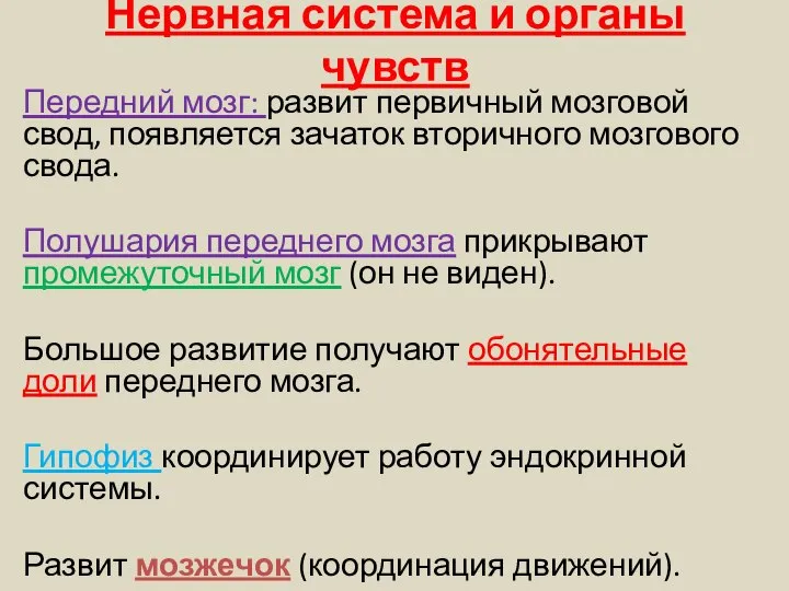 Нервная система и органы чувств Передний мозг: развит первичный мозговой свод,