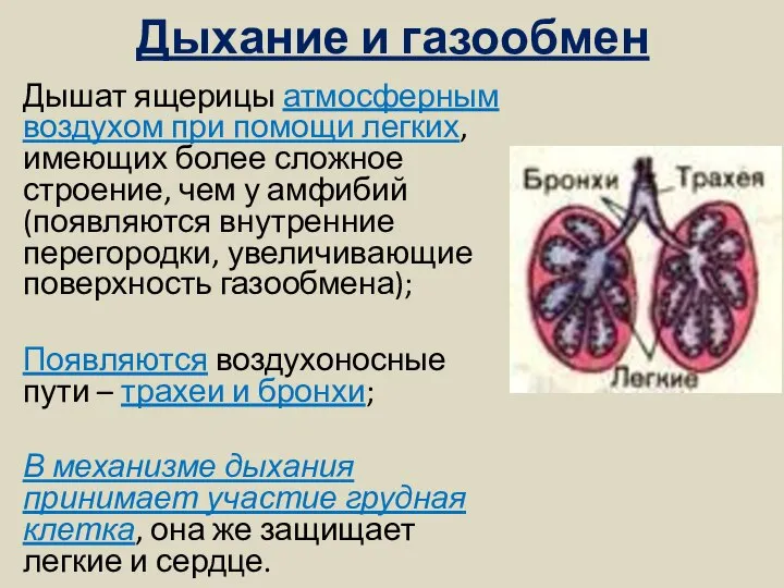 Дыхание и газообмен Дышат ящерицы атмосферным воздухом при помощи легких, имеющих