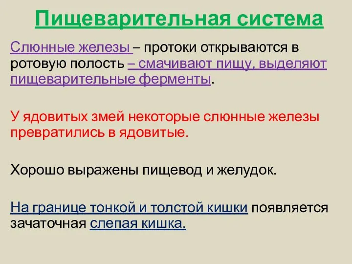 Пищеварительная система Слюнные железы – протоки открываются в ротовую полость –