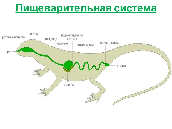 Пищеварительная система