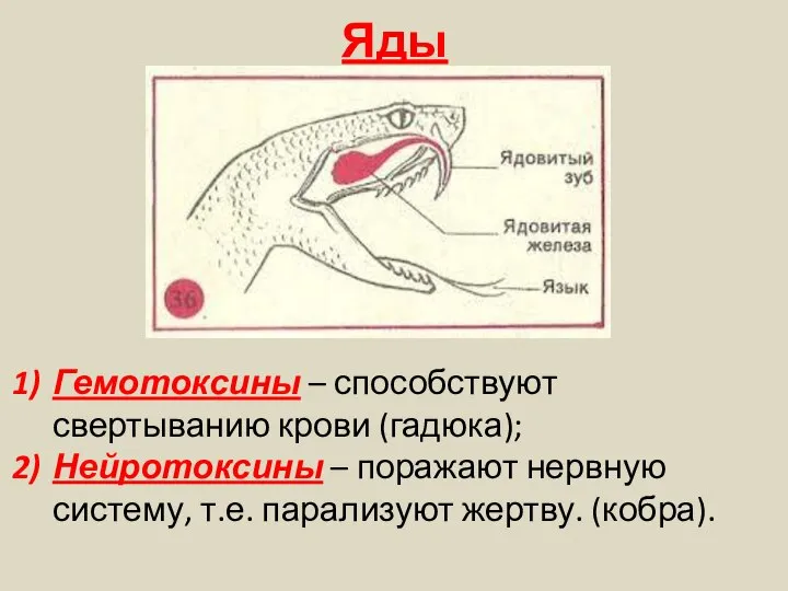 Яды Гемотоксины – способствуют свертыванию крови (гадюка); Нейротоксины – поражают нервную систему, т.е. парализуют жертву. (кобра).