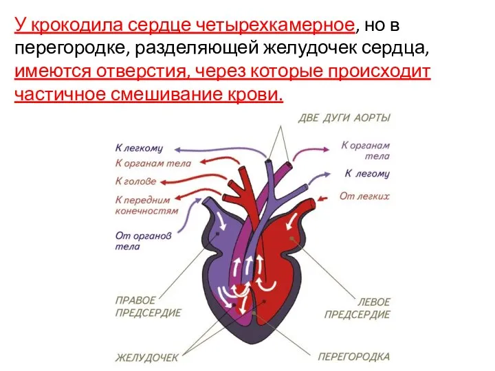 У крокодила сердце четырехкамерное, но в перегородке, разделяющей желудочек сердца, имеются