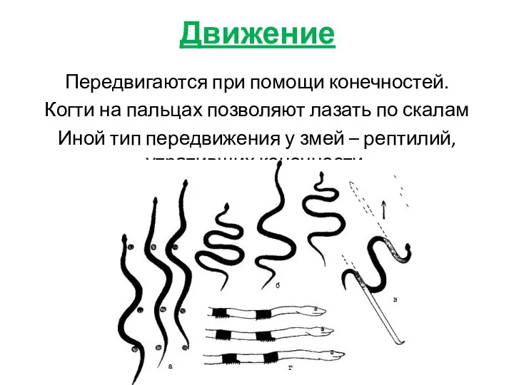 Движение Передвигаются при помощи конечностей. Когти на пальцах позволяют лазать по