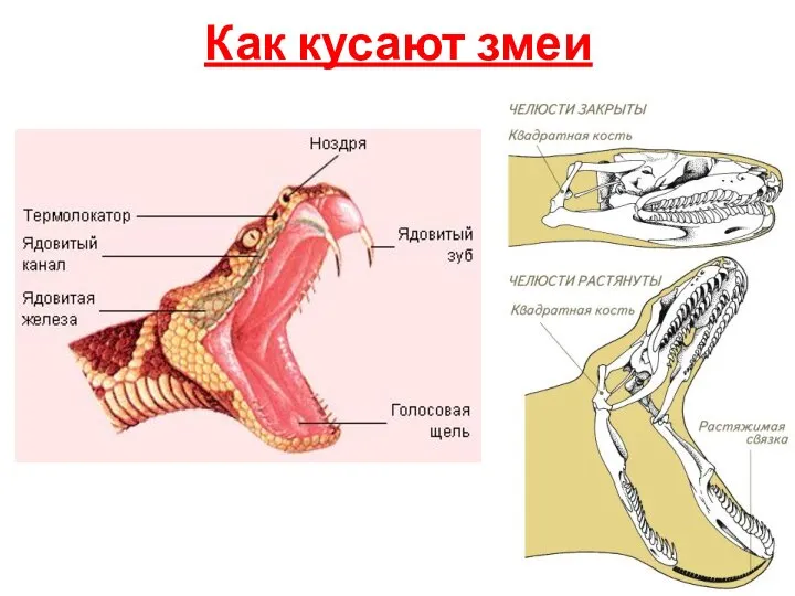 Как кусают змеи