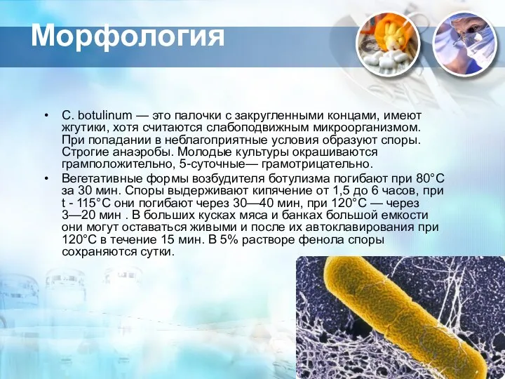 Морфология С. botulinum — это палочки с закругленными концами, имеют жгутики,